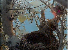 The blackbird eggs start to hatch!