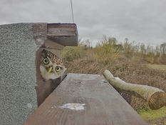 An Exterior Cam on the Stow Little Owls