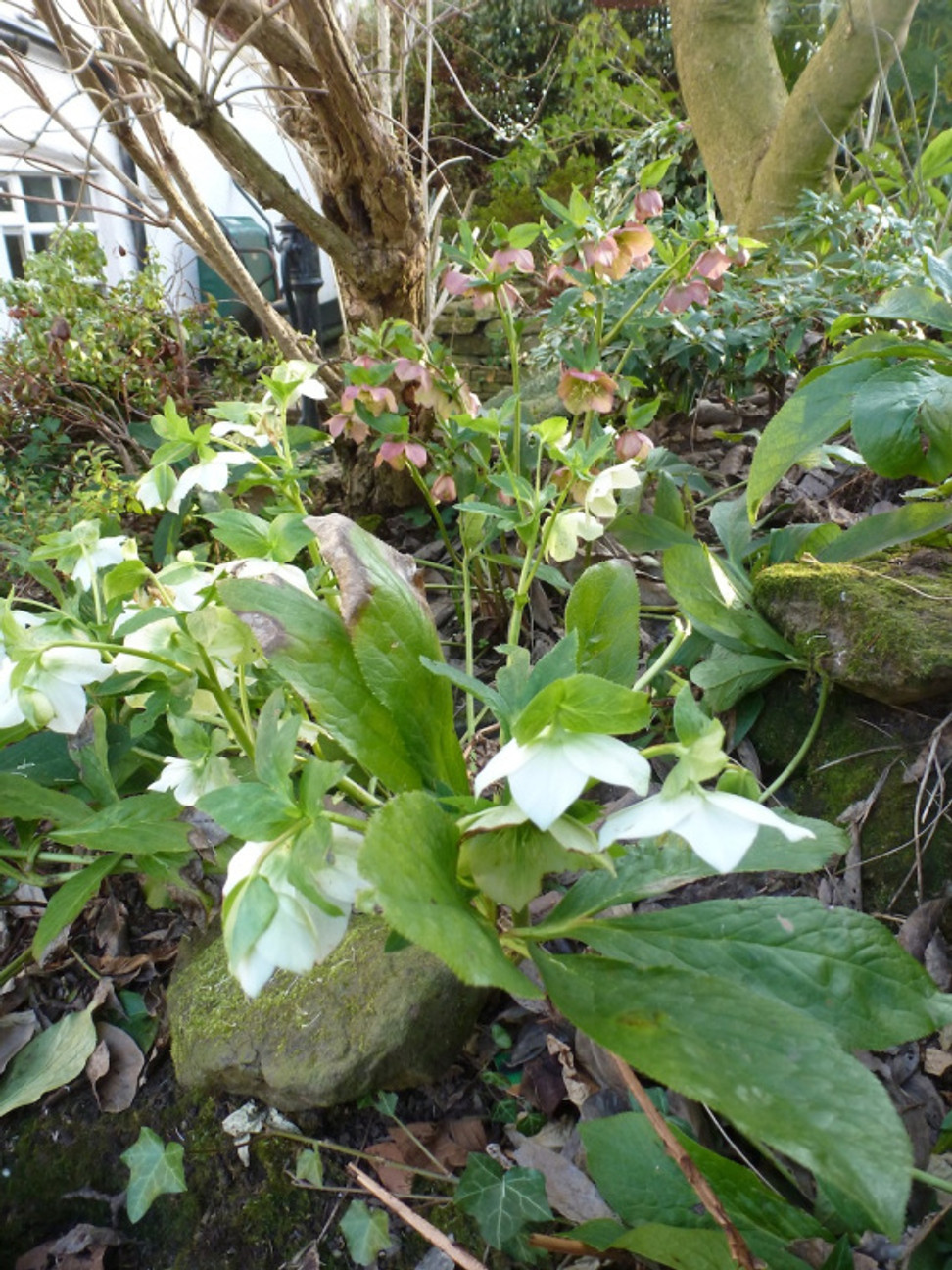 P1050653