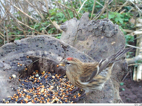 Tawny visits, Redpoll & Harvest Mouse Parties!