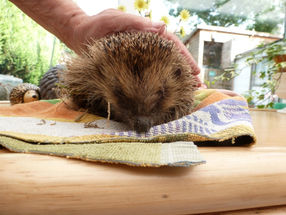 Hedgehog Rescue… take one, come back with two!