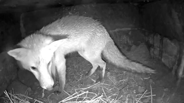 axis-p3364-badger-chamber-2-2016-10-16-08-37-08-295