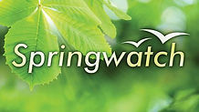 Springwatch.jpeg