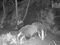 Badger cubs make an appearance!!!