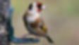 BGBirdwatch16_-3879_edited_edited.jpg