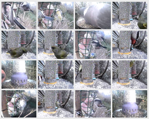 BGBW collage