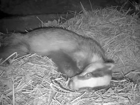 The Badger stays in our Sett Chamber during the day!
