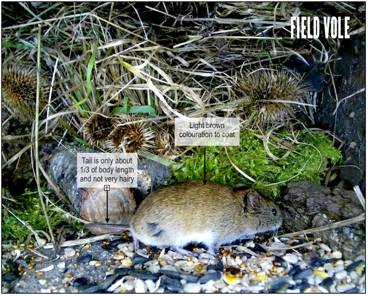 Harvest Mice, Bank Voles & Field Voles…. and Tawnies
