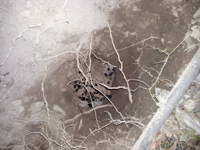 BBee nest 2