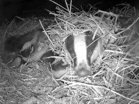Yew View badger updates….