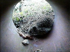 New Hedgehog Cam!