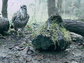 Polecat and Buzzard snack