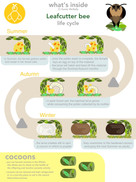Lefcutter Bee life cycle