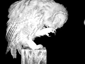 Wood ducks, Tawny owl, Stoat and Buzzard-eating Badger!