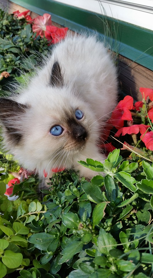 About Us Country Cabin Ragdolls
