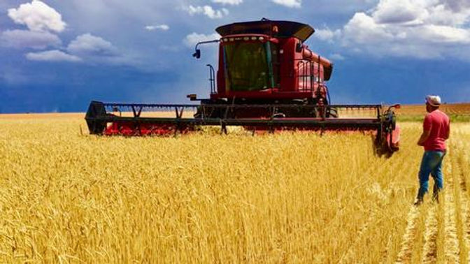 wheat.jpeg
