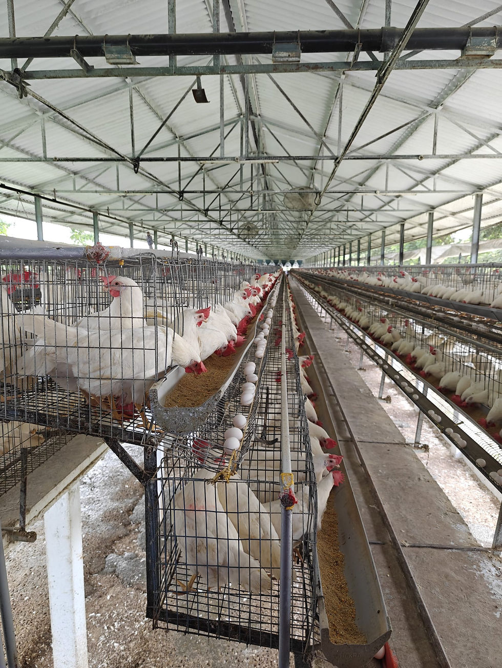 WhatsApp Image 2026-03-15 at 21.55.55.jpeg