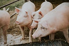 selective-closeup-shot-pink-pigs-barn (1).jpg