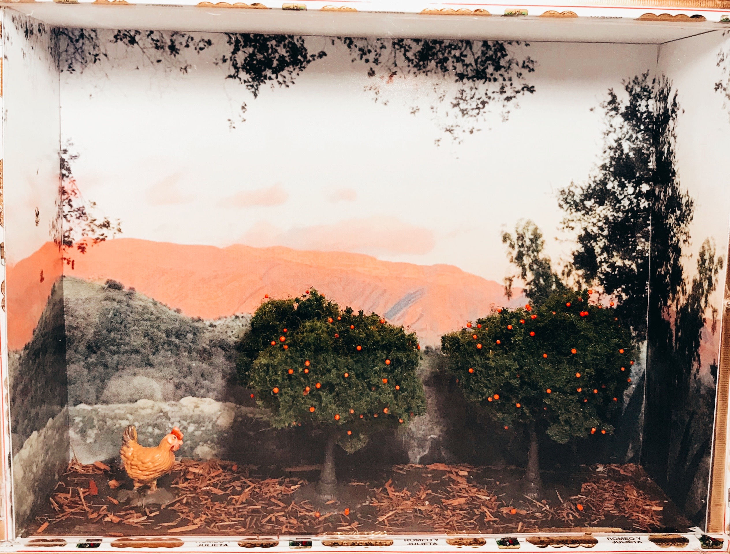 Pink Moment with Orange Trees