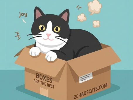 Why Do Cats Like Boxes So Much?