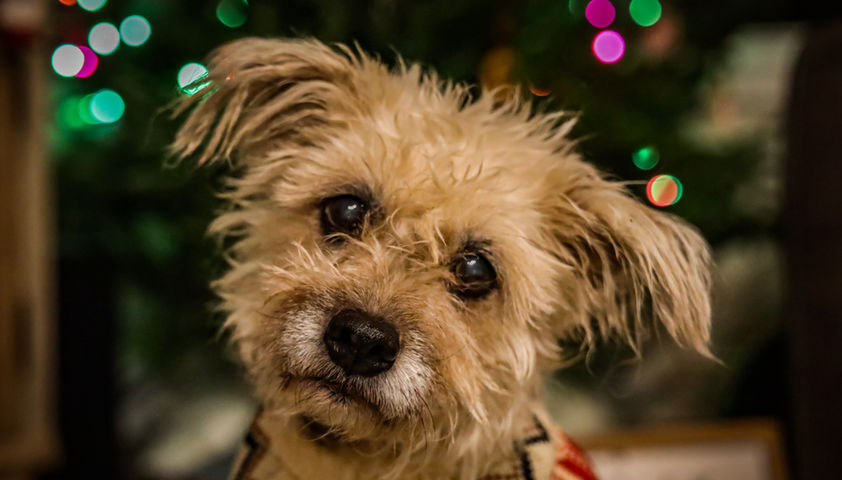 Holiday Photo - Precious