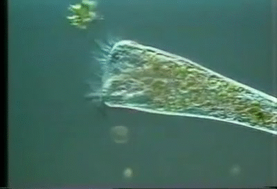 Protista-ciliado-fagocistando-animado-Aa_uz9.gif