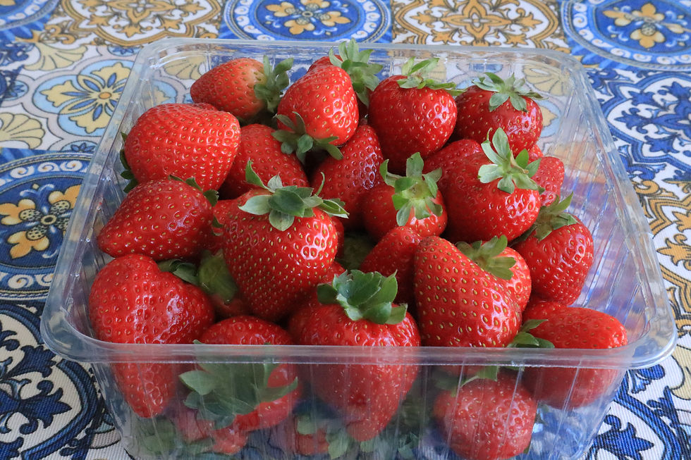 Erdbeeren aus Spanien Provinz Huelva Doñana Nationalpark