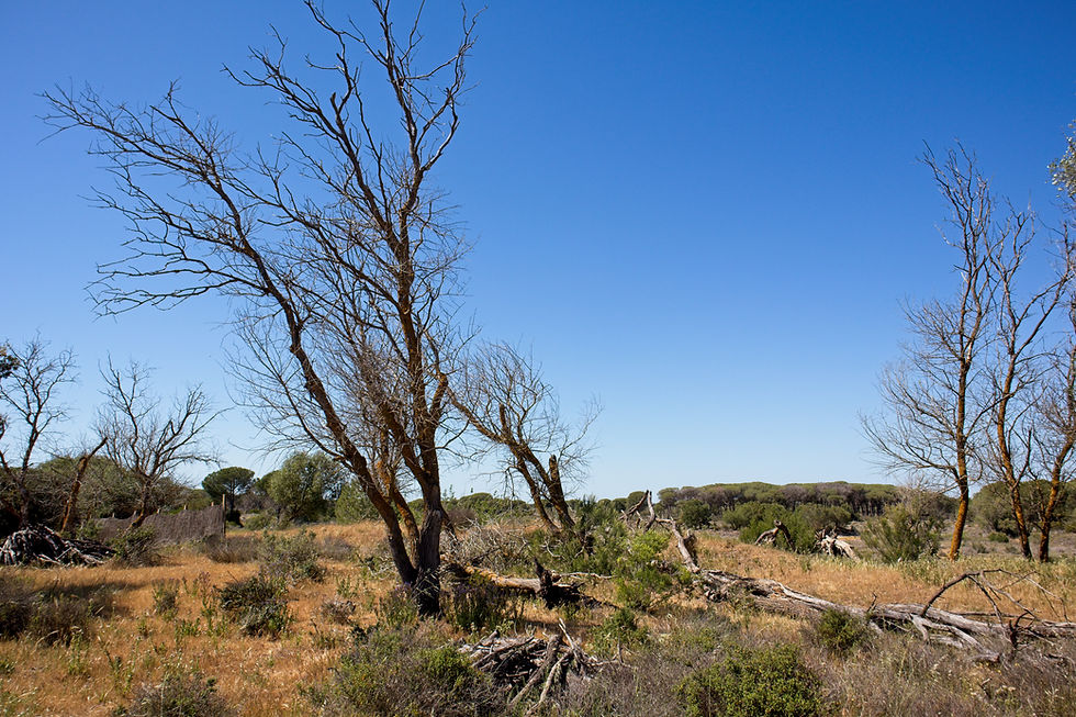 Spanien Andalusien Nationalpark Doñana Dürre