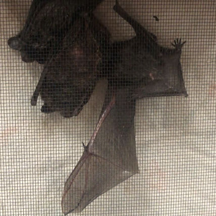 Silver-haired bat and her pups
