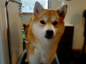 柴の弥生ちゃん