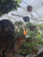 Charlie plant shopping