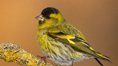 The arrival of our winter visitors