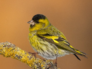 The arrival of our winter visitors