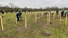 Tree Planting Begins