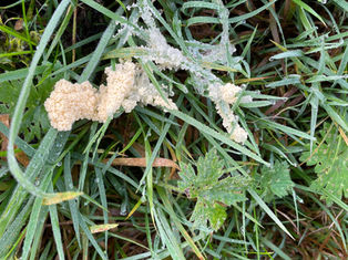 Dog Vomit Fungus