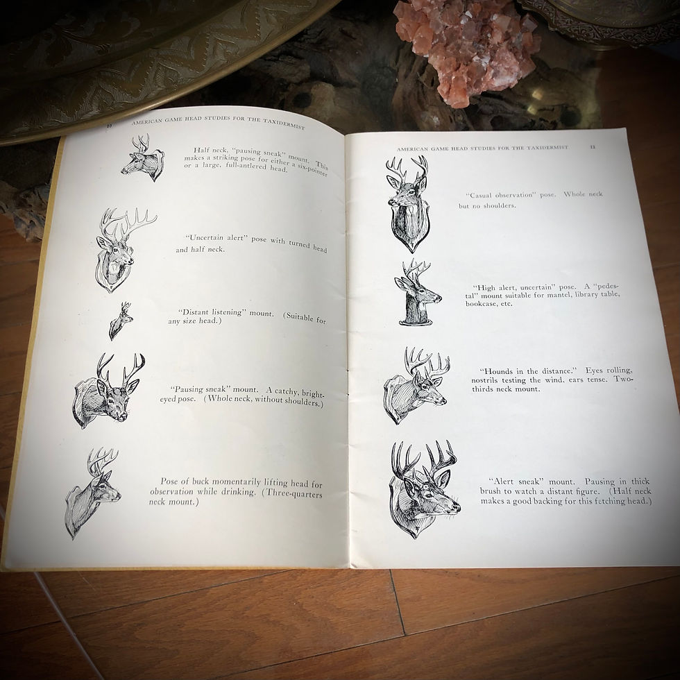 Thumbnail: 1940 GAME HEAD STUDIES FOR THE TAXIDERMIST (Antique natural history interests)