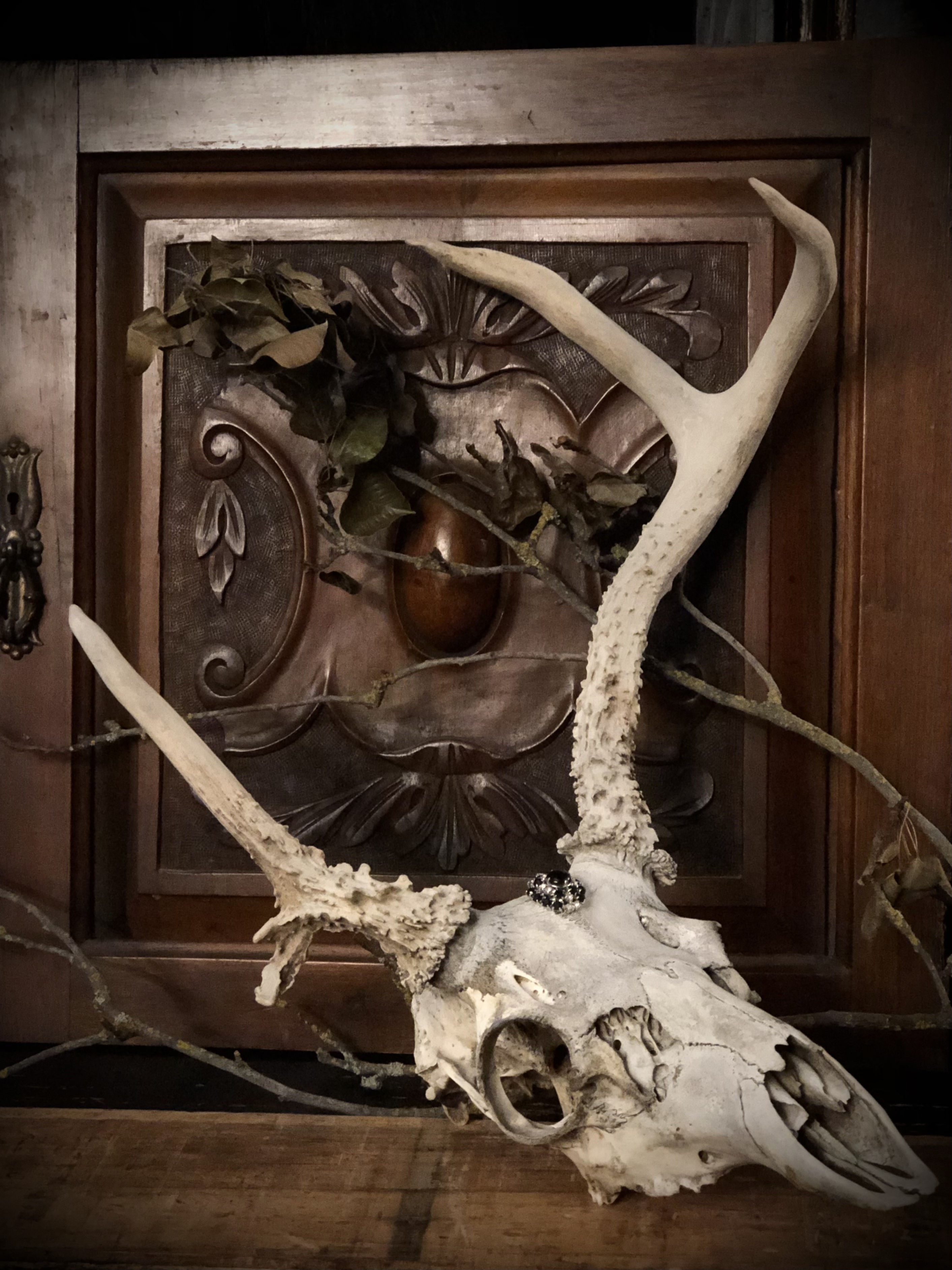LARGE SKULL WITH ODDITY ANTLER