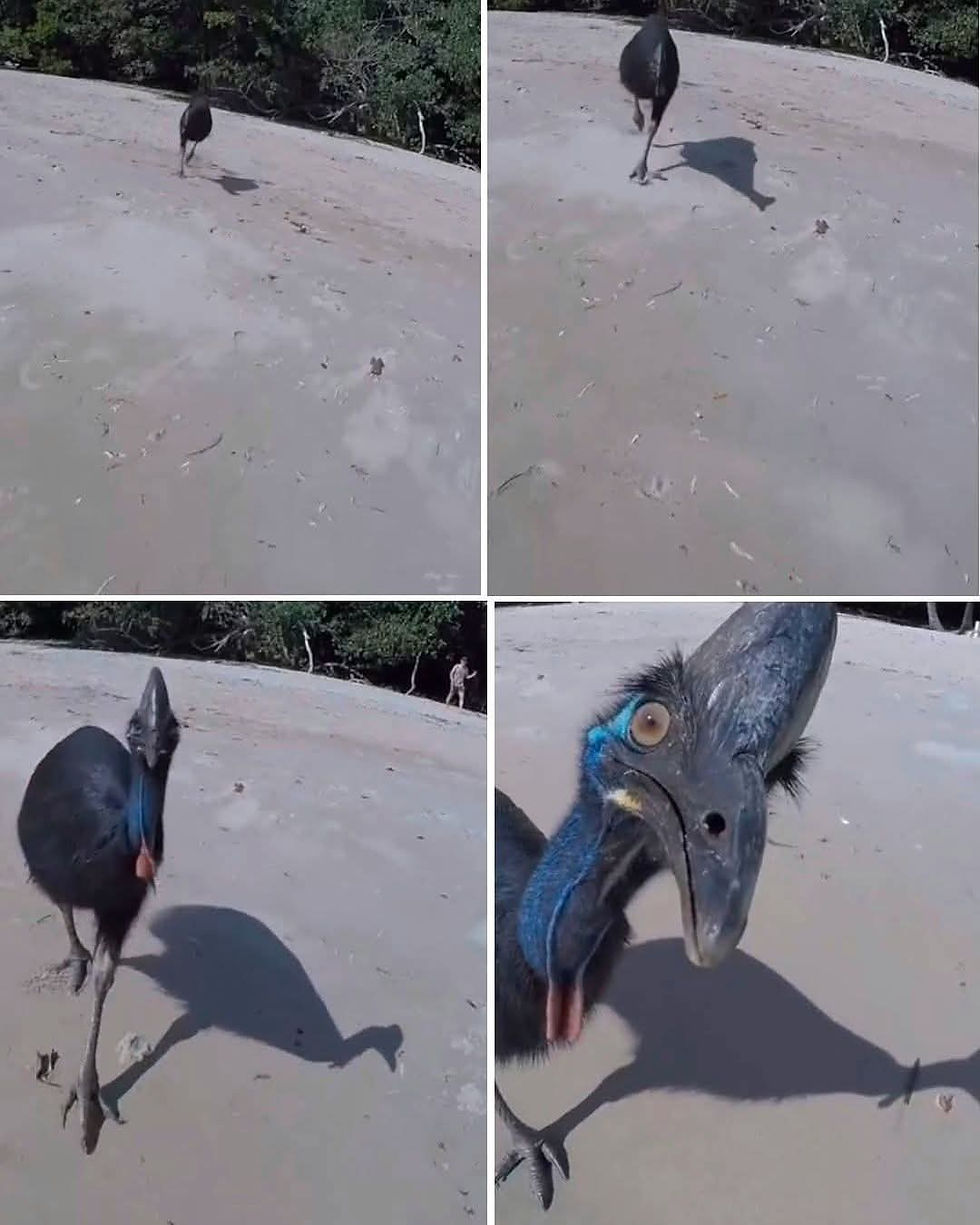 ¡Pensó Que Estaba en Jurassic World!