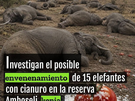 Investigan Posible Envenen4miento Masivo de Elefantes en Kenia