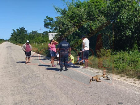 Termina herido después de atropellar y matar a un perro