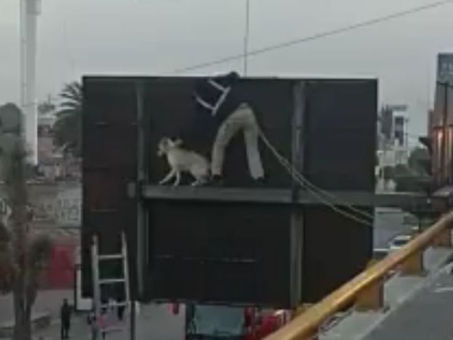 ¿Cómo llegó ahí? Policías rescatan a un perrito atrapado arriba de una señal de tránsito en SLP