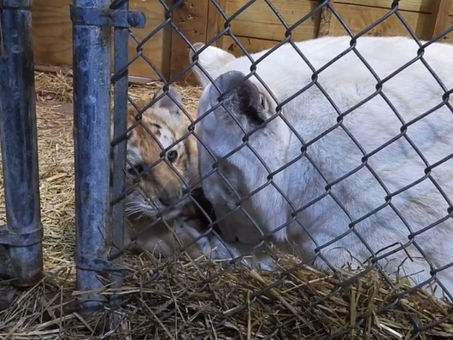 Tragedia en Wisconsin: tigresa llora la muerte de sus cachorros que se ahogaron en un santuario