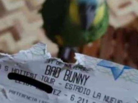 Loro se come boleto para ver a Bad Bunny en concierto y su dueña explota en redes