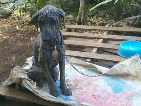 Empleado del Ayuntamiento le echa aceite quemado a perrita