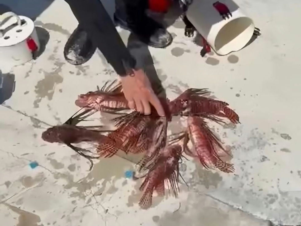 Capturan al Temido Pez León en el Caribe Mexicano