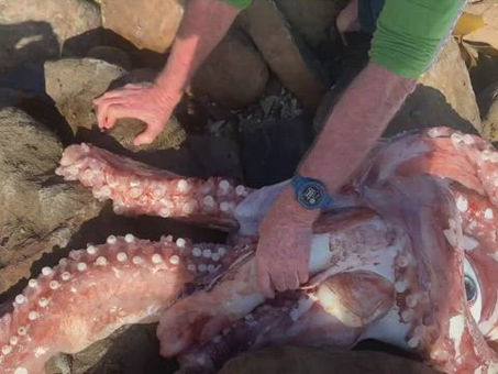 Monstruosa criatura con un ojo y tentáculos causa pánico en playa de Sudáfrica