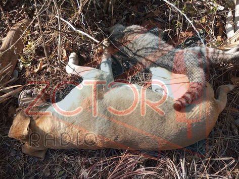 ¡Crueldad Que Duele en Yaxkukul Yucatán!