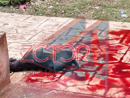 Maltrato Animal en Kanasín