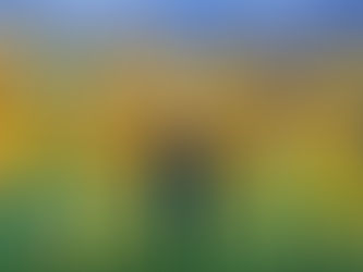 Rob Schneider: así fue como nació la afición del famoso actor de Hollywood por Tigres