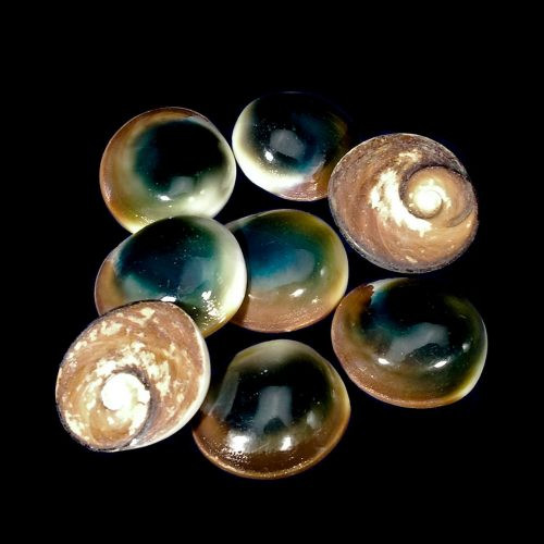 Cat's Eye TURBO PETHOLATUS Operculum VeroAir